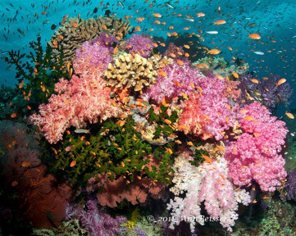 Pink popping out of this soft coral scene from Wakaya. By Ann