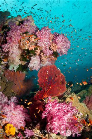 Stunning soft coral formation captured. By Ann