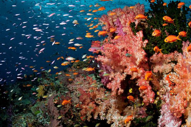 Anthias set them selves up for some easy feeding. By Ann