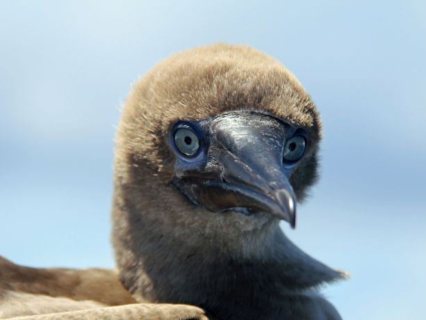 Fuzzy booby - by Di