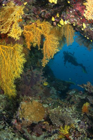 Diver on Mt Mutiny by Mark