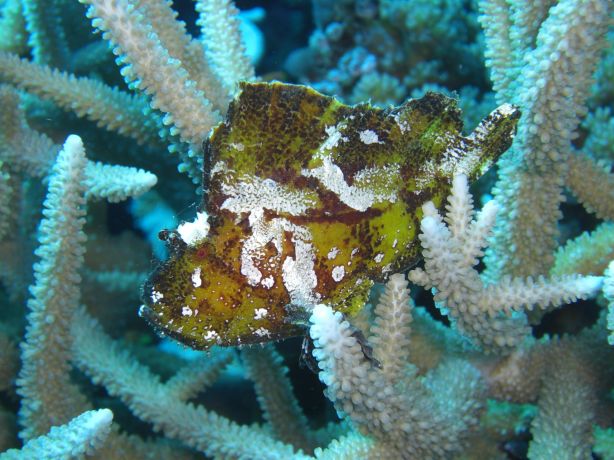 Scorpion Leaf Fish taken By Kim & Doug at Wakaya