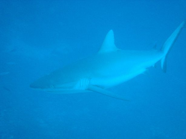 Grey Reef Shark by Gary