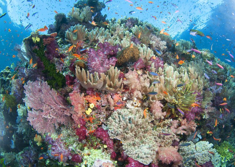 Pretty reef scape by Mark