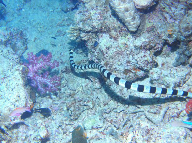 Banded Sea Snake - taken by Kathy