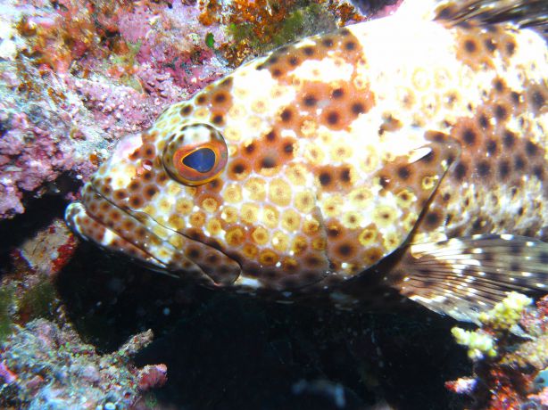 Grouper poses for Kathy