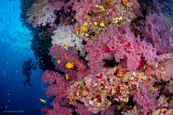 Stunning Soft Corals of Fiji: taken by John