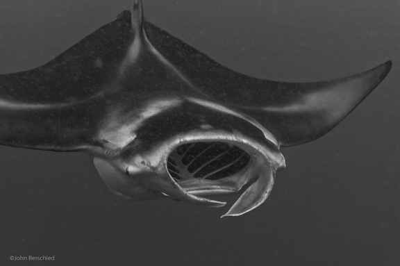 A fantastic Manta feeding display in Gau: taken by John