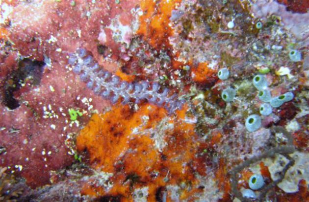 Beautiful Chinese Dragon Nudibranch by Bert