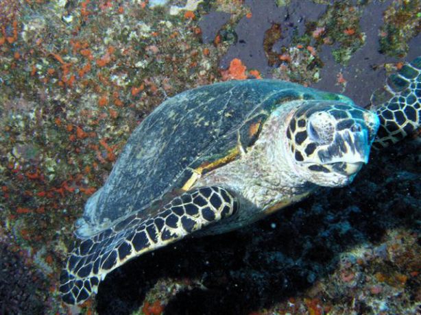 Sleepy Hawksbill Turtle snapped by Bert