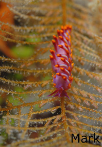 Flabellina exoptata