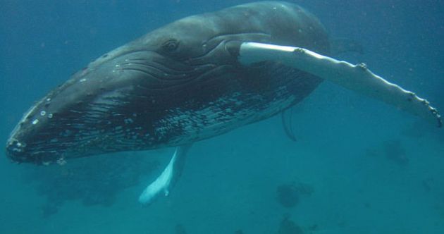 Cruising the shallows - by Glyn & Susan