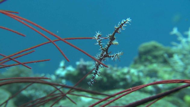 Ornate Ghost Pipe Fish - action yet to be determined: taken by Sam