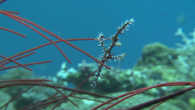 Ornate Ghost Pipe Fish - action yet to be determined: taken by Sam