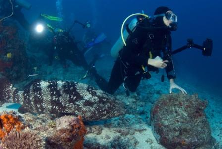 Nagali Passage grouper, Taken by Linda