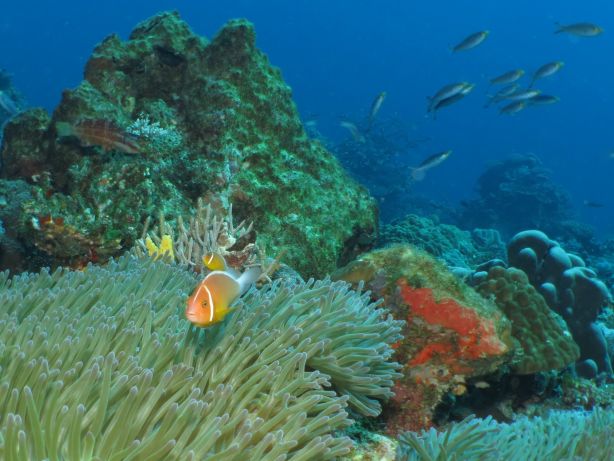 Anemonefish territory - by Ian