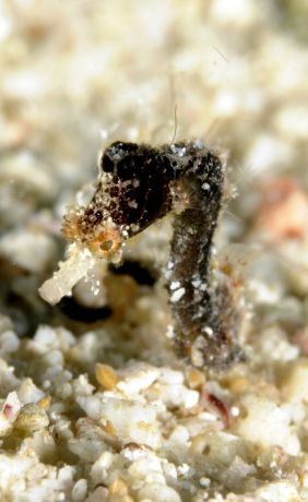 The unidentified Pipehorse Fish - taken by Judy