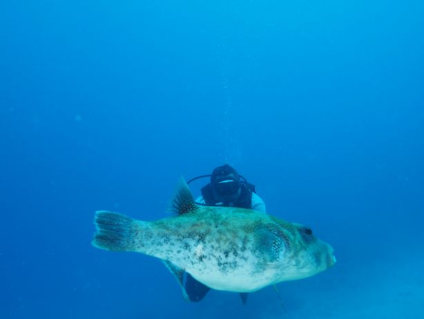 Big Puffer - by Jill