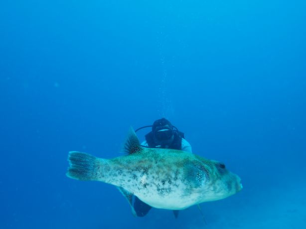 Big Puffer - by Jill