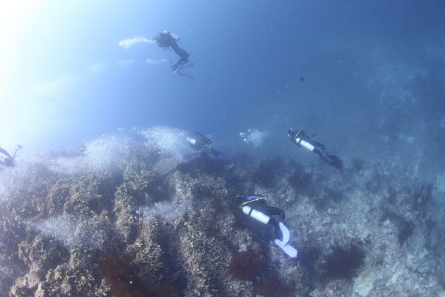 Divers in the Water by Jim