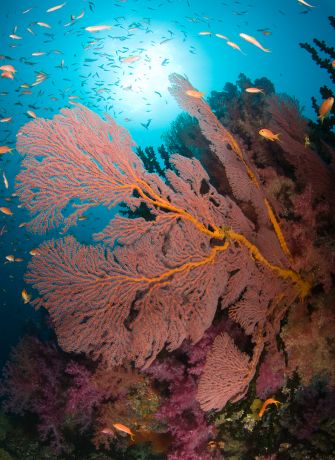 Wide angle reef shot: taken by Jim