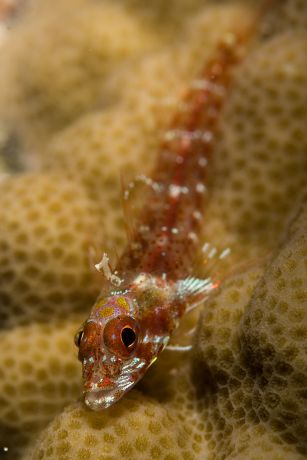 Coral Goby: taken by Jim