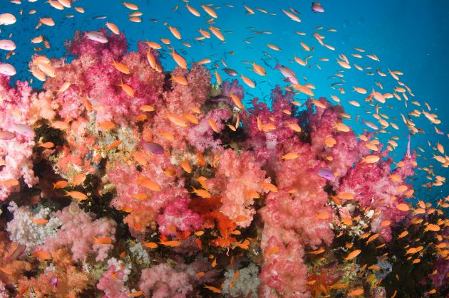 Stunning soft coral: taken by Jim