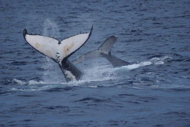 Double tail slap - by Juergen