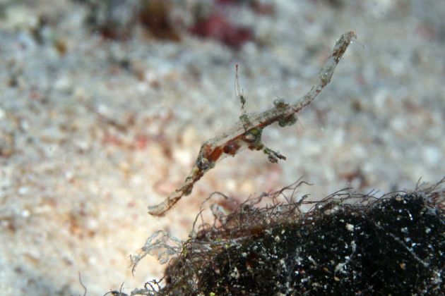 Juvenile ornate ghost pipefish? - by Juli