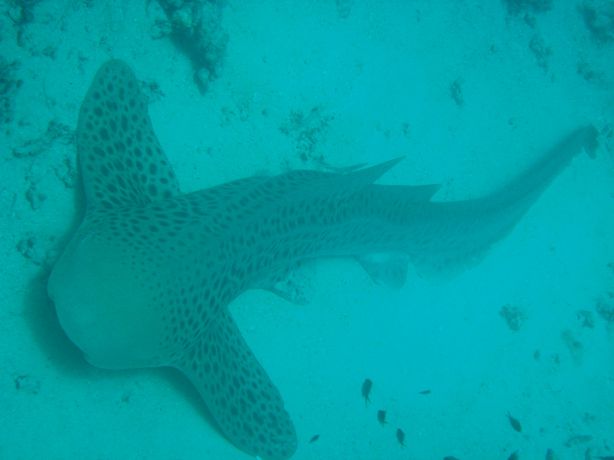 Leopard Shark by Gary