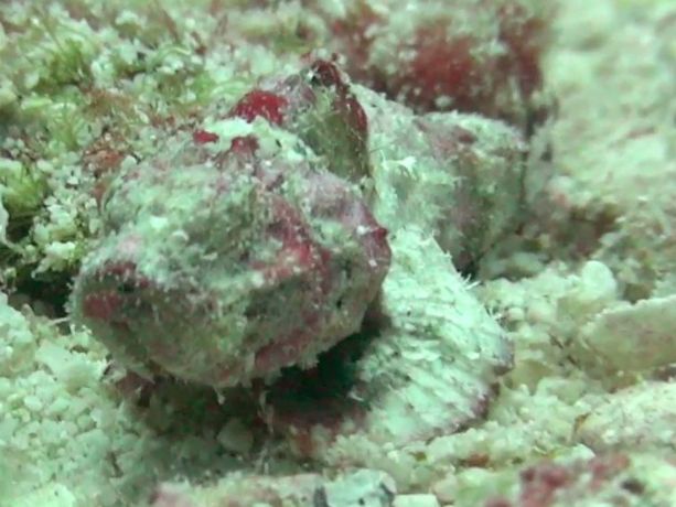 TIny baby scorpionfish. You can barely even see its eyes! - by Karen D