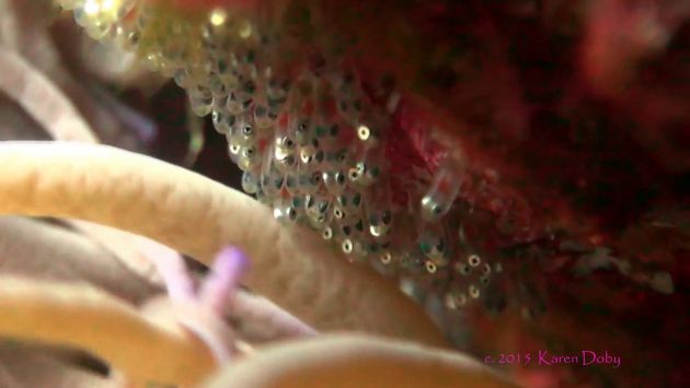 Fiji anemonefish eggs - by Karen D