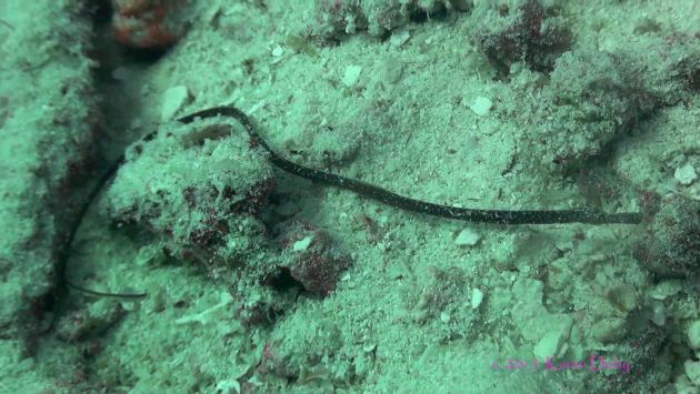 Mystery pipefish - by Karen D
