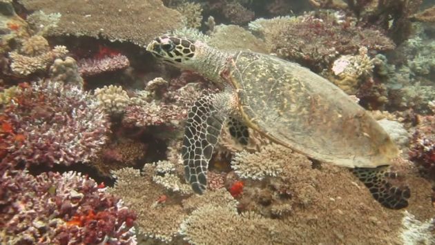 Hawksbill nap time - by Karen E