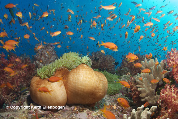 Keith nails the colorful Fijian reef shot!