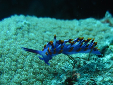 Levitating Nudi - by Larry