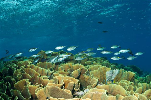 The hard Lettuce leaf coral giving shelter to the fish. By Ann