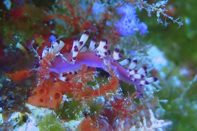 This nudibranch must be rare because it's not in the ID book - by Linda