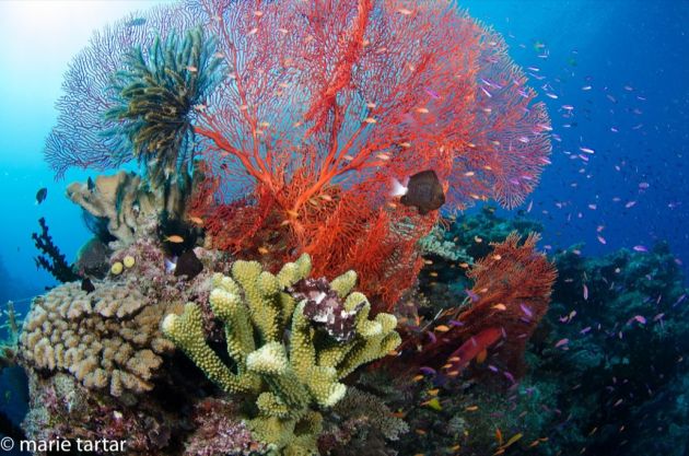 There's a leaf scorpionfish in there somewhere - by Marie