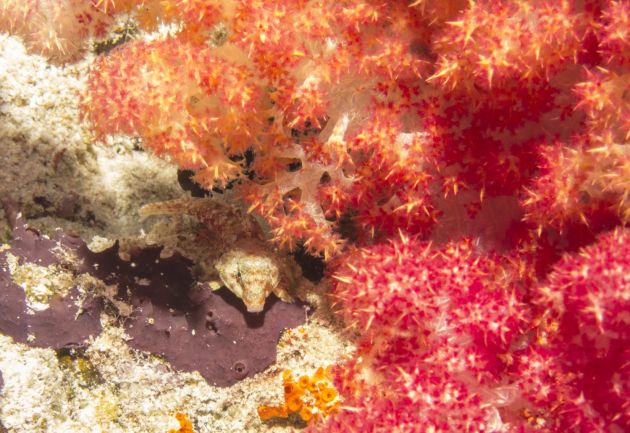 Morrisson's Dragonet, hiding under the soft coral  - by Marie