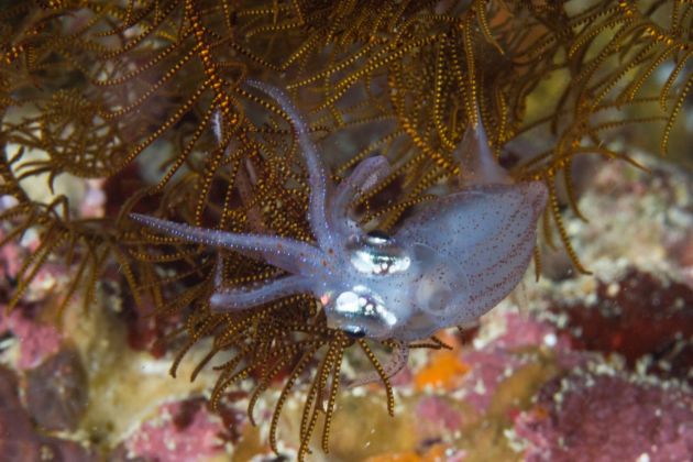 Baby squid found on night dive - by Mark