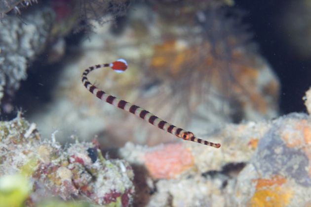 One of the best photos of the NAI'A pipefish in existence - by Mark