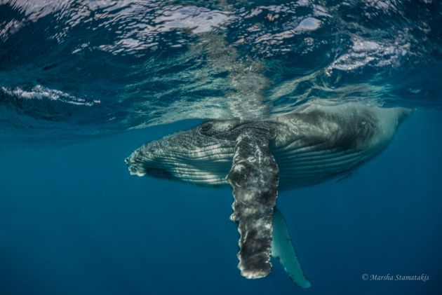 Having a paddle - by Marsha