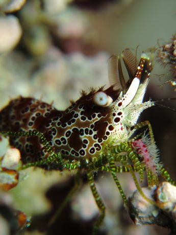 Uncommonly confident marble shrimp - by Marvin