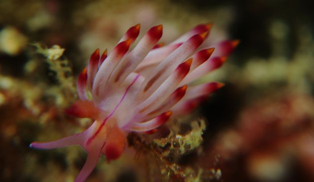 "Rubrolineata" - that's a red-lined flabellina nudibranch to you and me - by Marvin