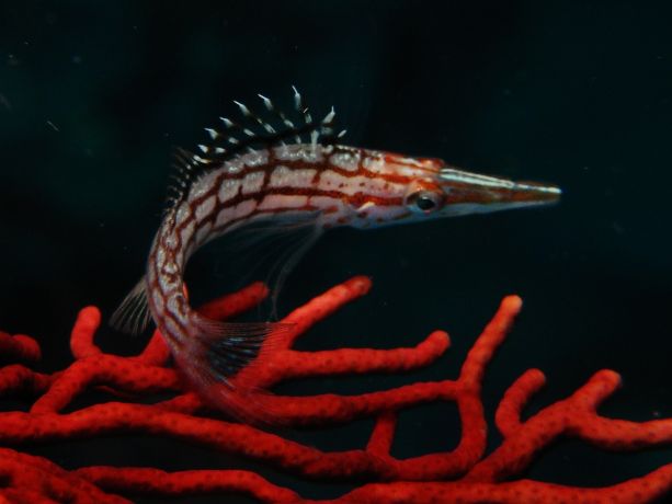 Longnose hawkfish - by Marvin