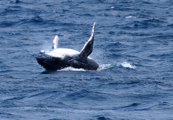 Baby breaching with mother close by - taken by Mary