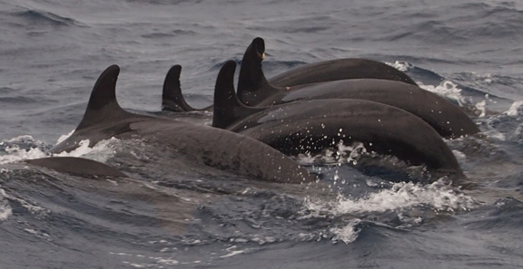 Great day topped off with Pilot Whales joining two Humpbacks - taken by Mary
