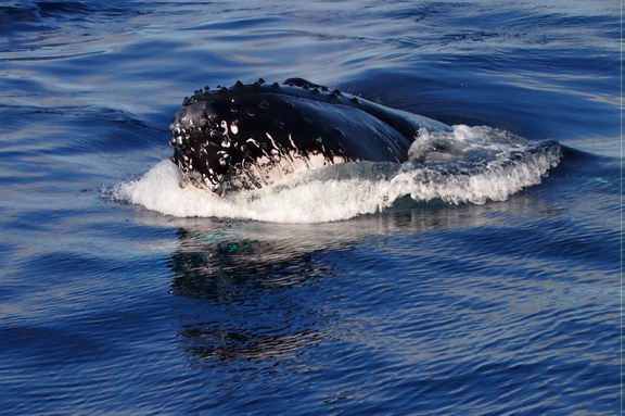 Epic topside encounter on a glassy day - taken by Mary