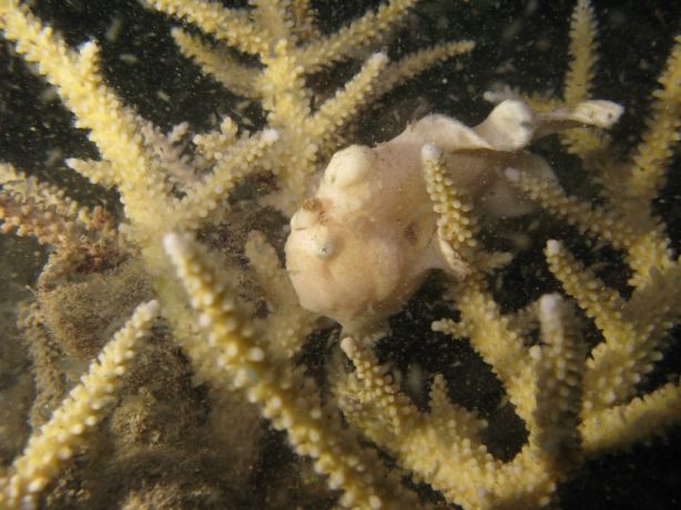 Frog Fish DO Exist In Fiji - by Michel